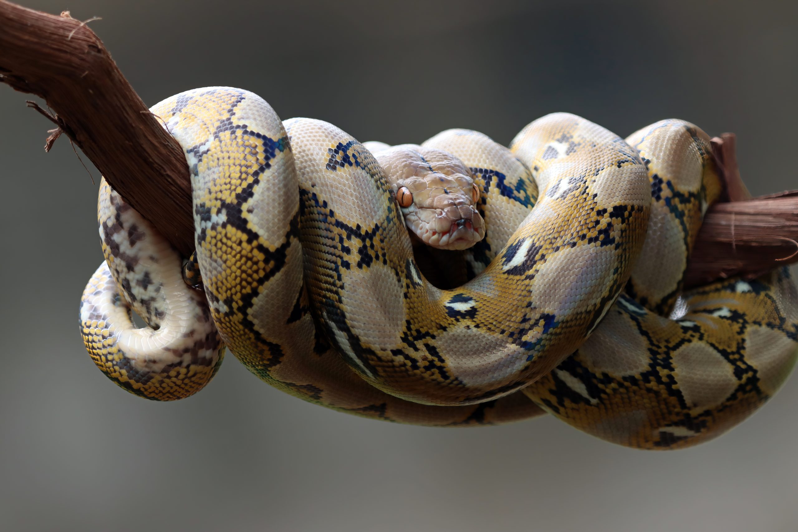 Are ball python safe?