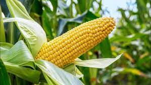 maize aggregation scheme