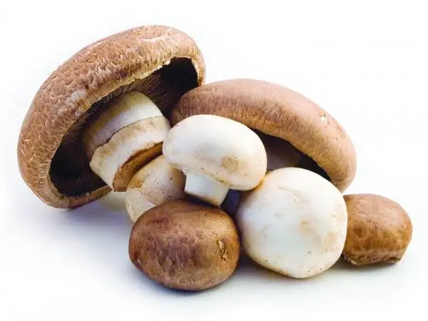Mushroom-based