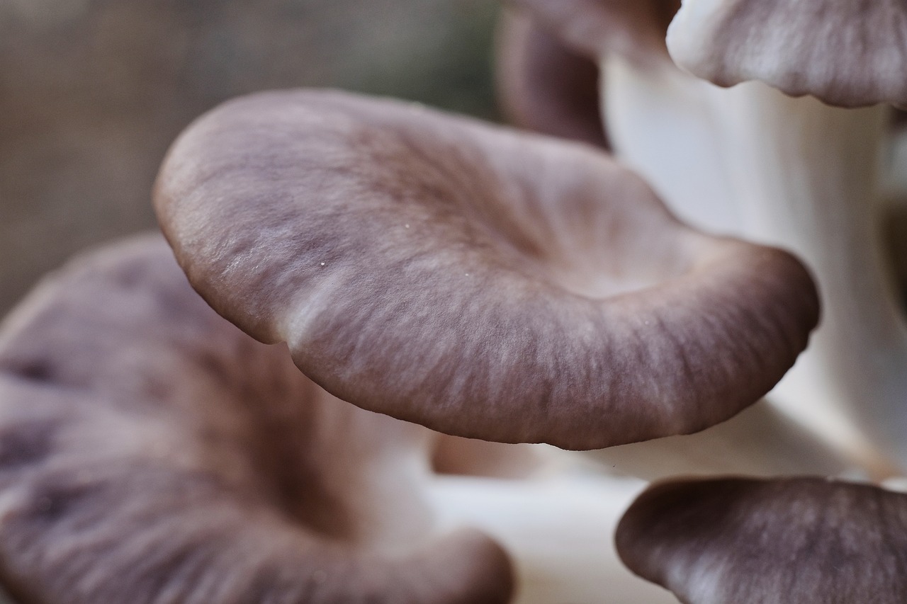 Is oyster mushroom good for acid reflux?