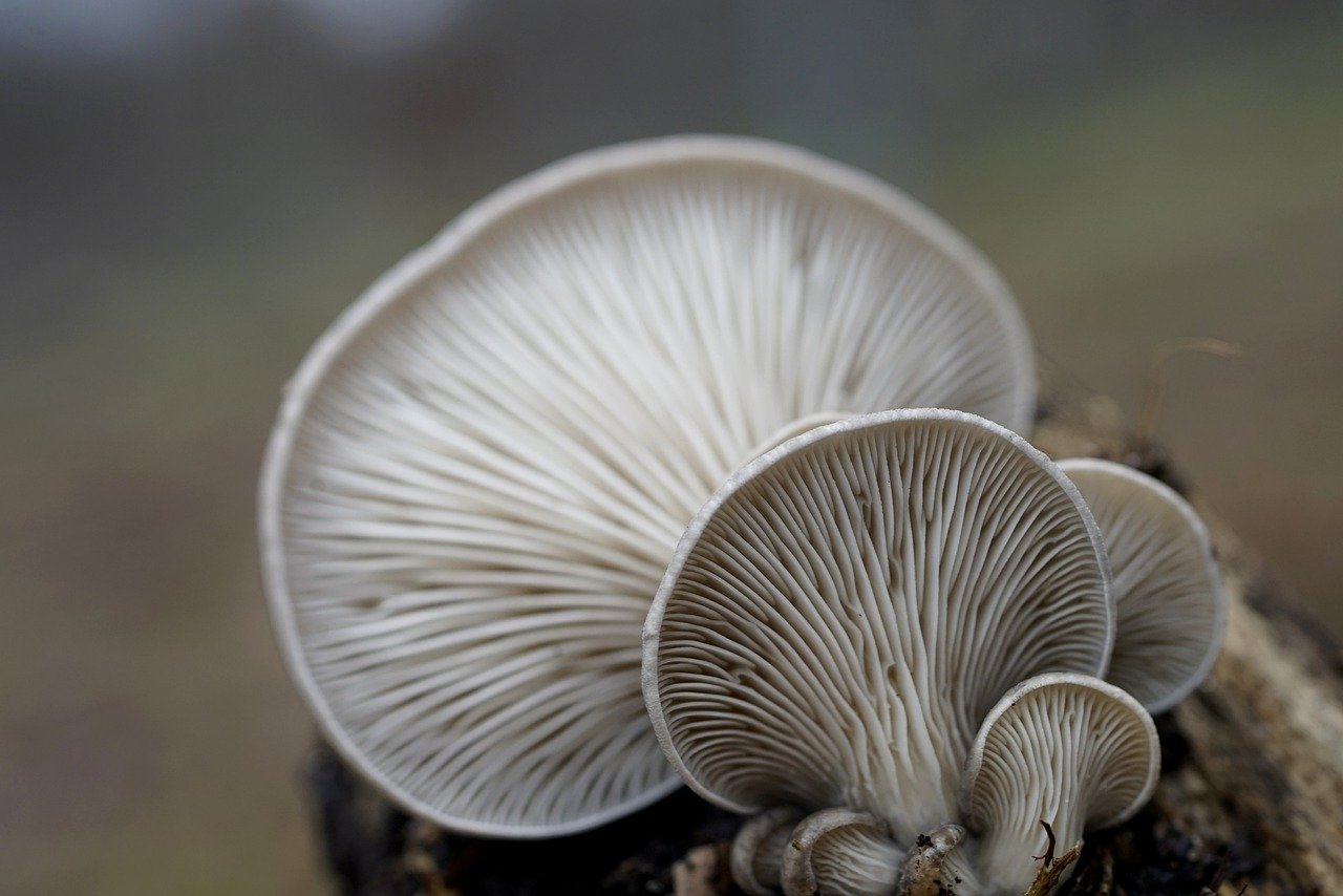 Importance of mushroom consumption