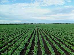 10 most lucrative Agricultural businesses to start in Nigeria