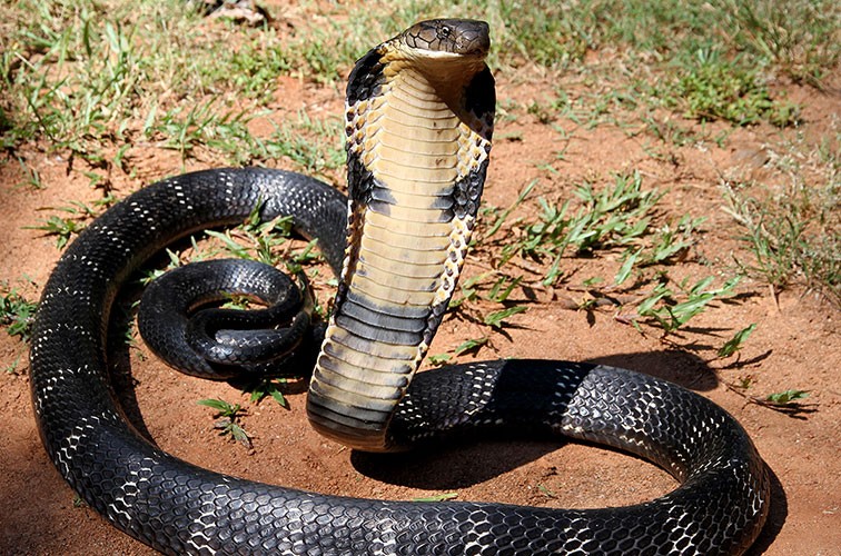 Complete guide to start Snake Farming business