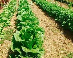 What are the problems of subsistence farming?