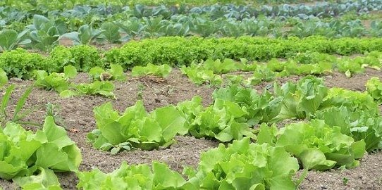 What are the characteristics of subsistence farming?