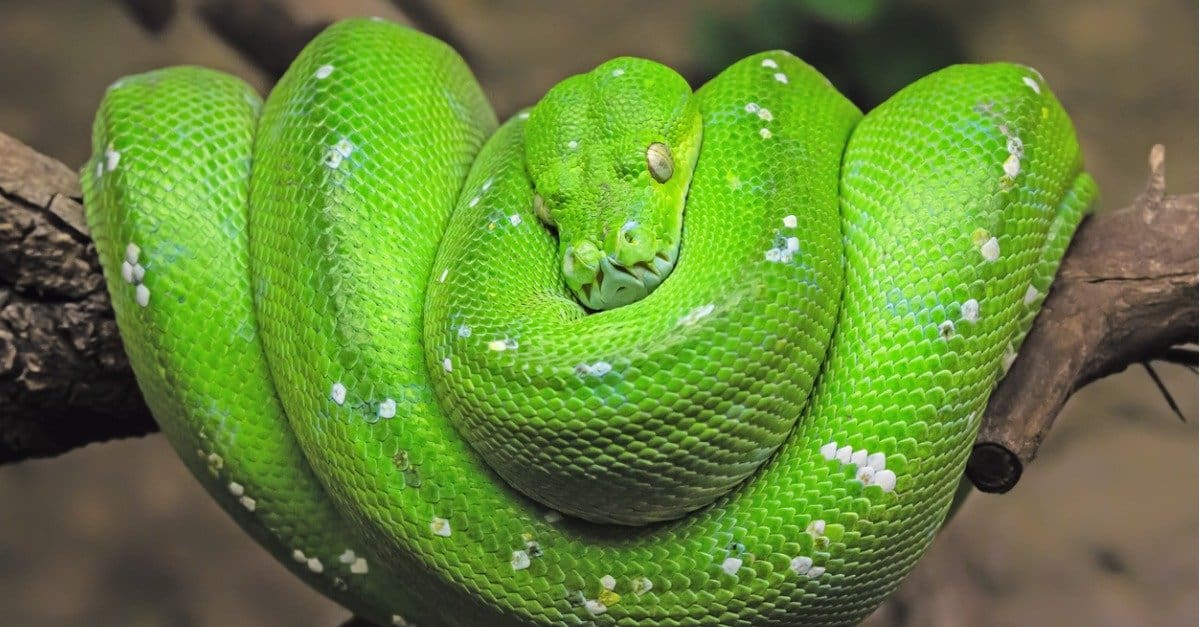 Are Green tree pythons venomous?