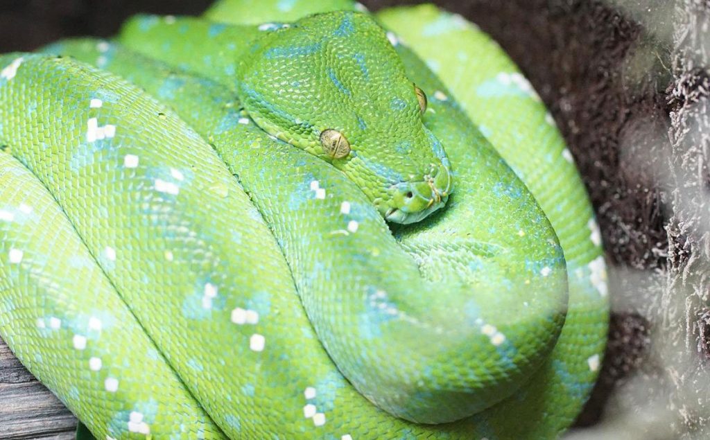How long can a green tree python live