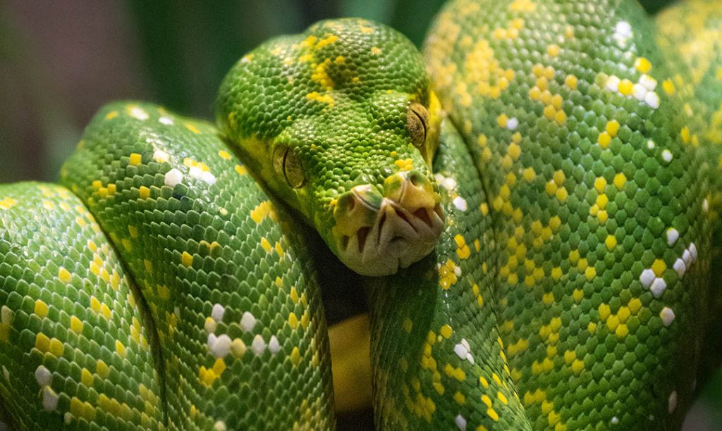 How much is a green tree python