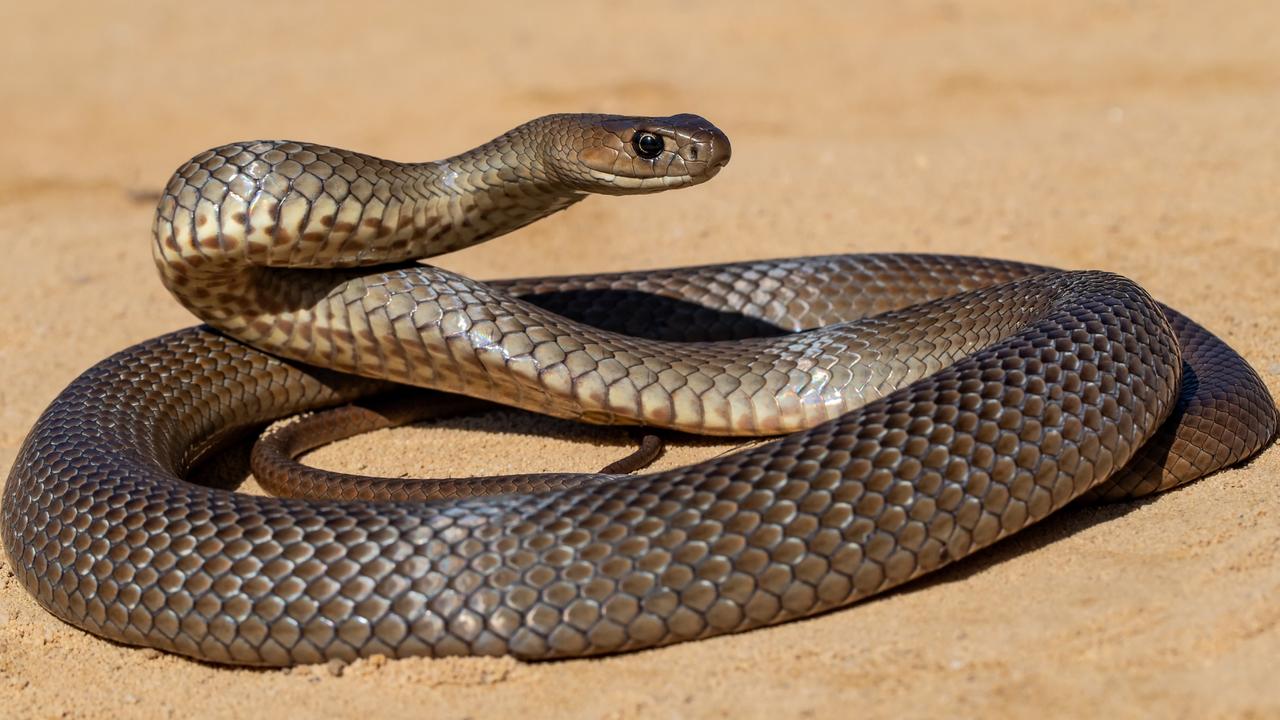 The economic and environmental importance of Snakes- Snake farming business