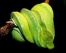 What do green tree pythons eat