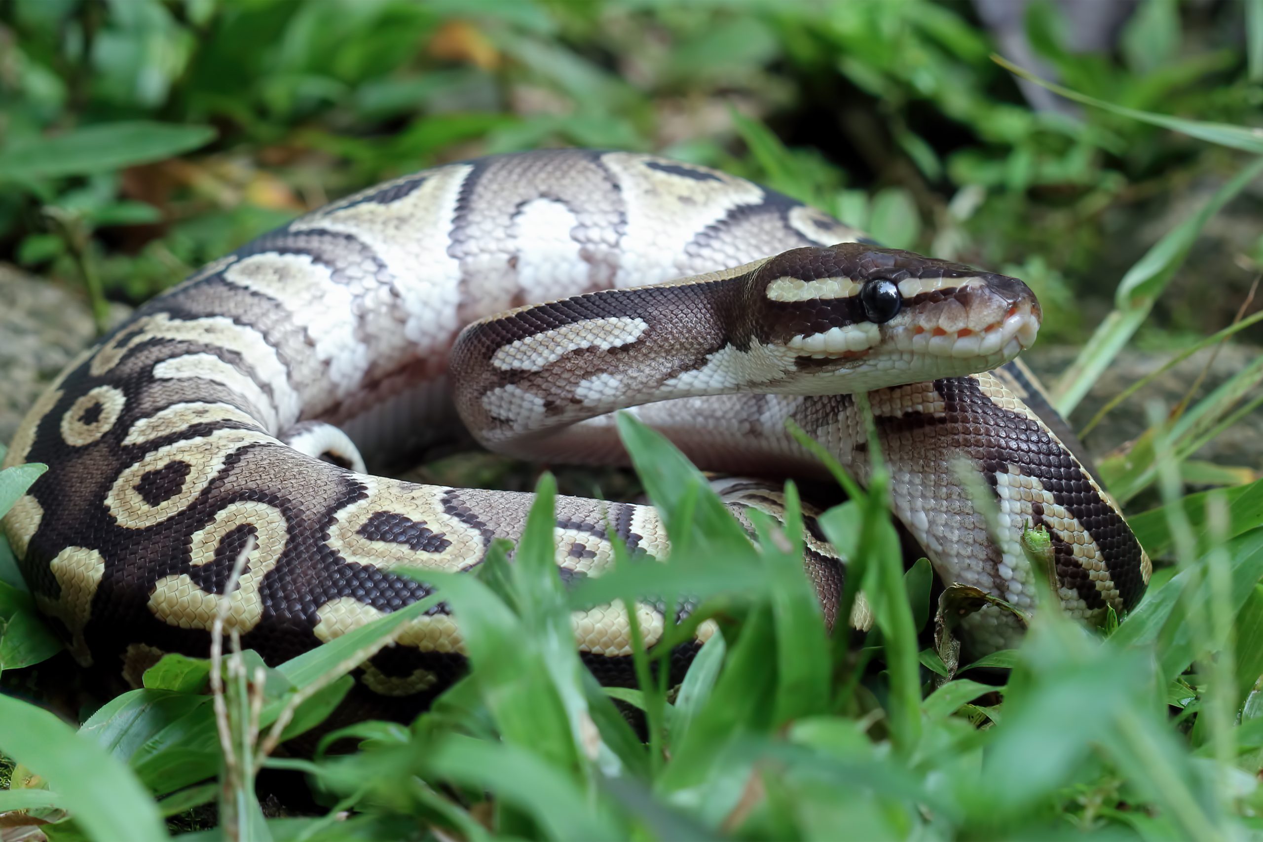 Do ball pythons have venom?