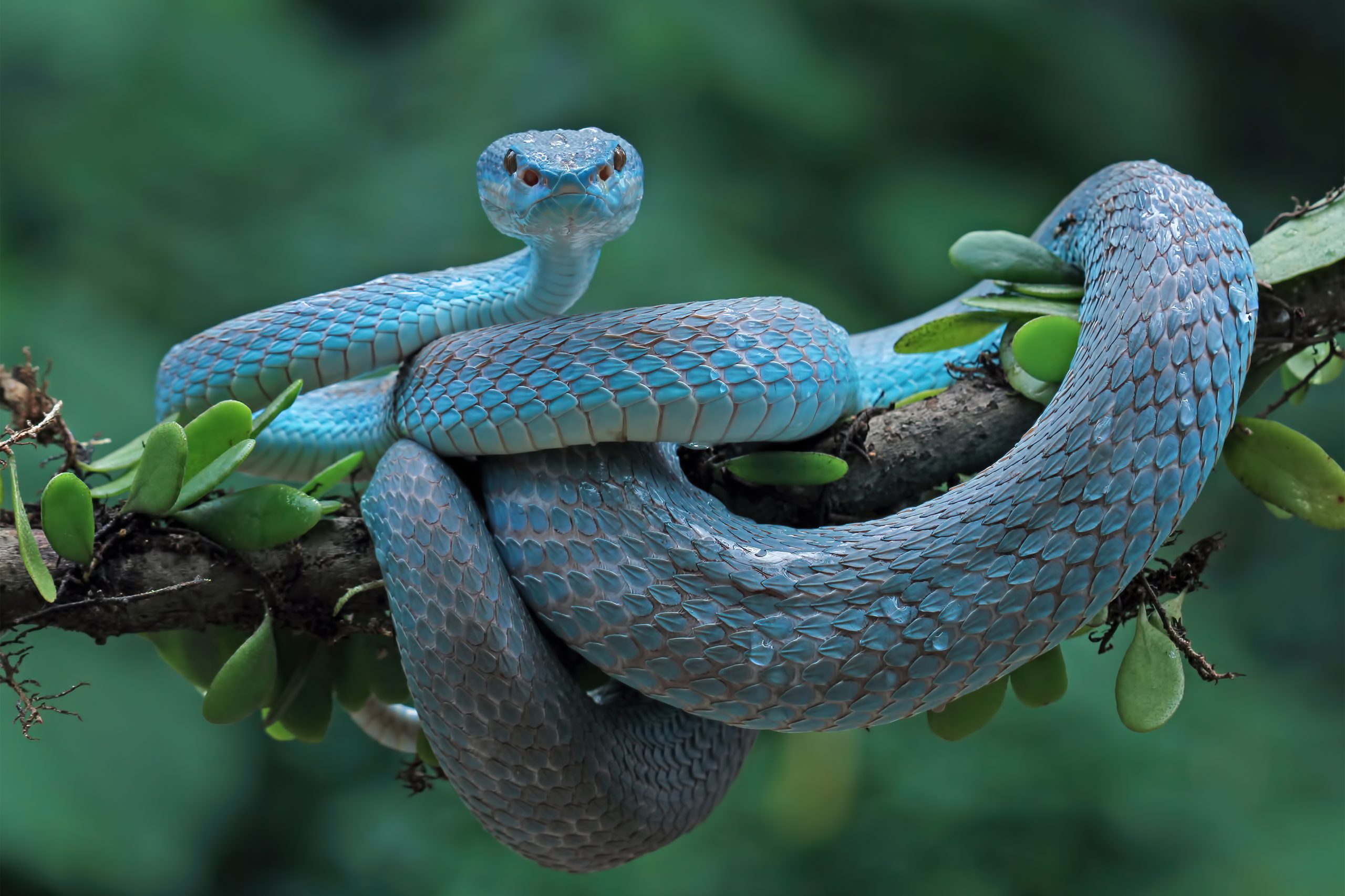 Are green tree pythons venomous?