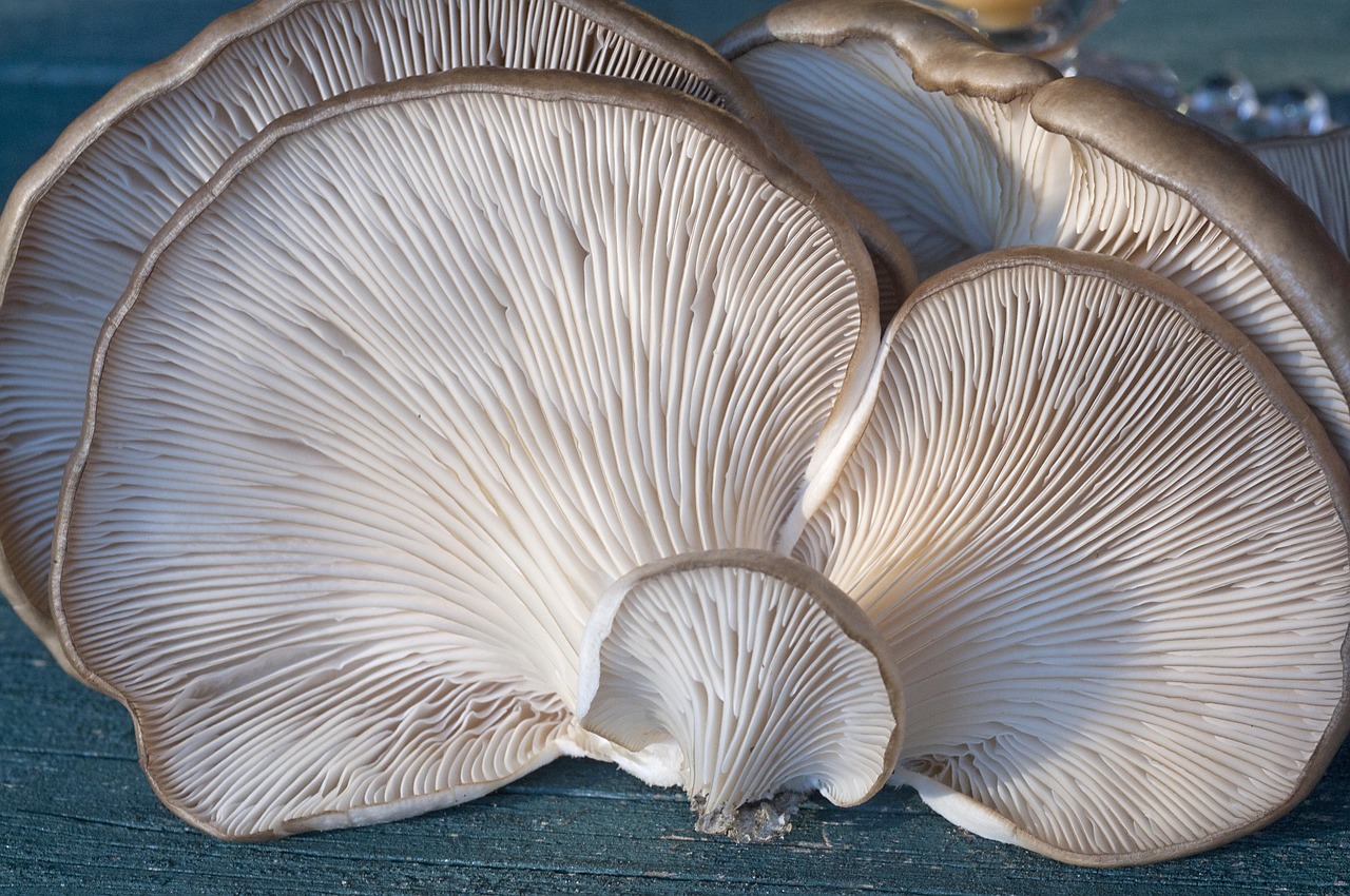 What is the best soil for mushroom growing?
