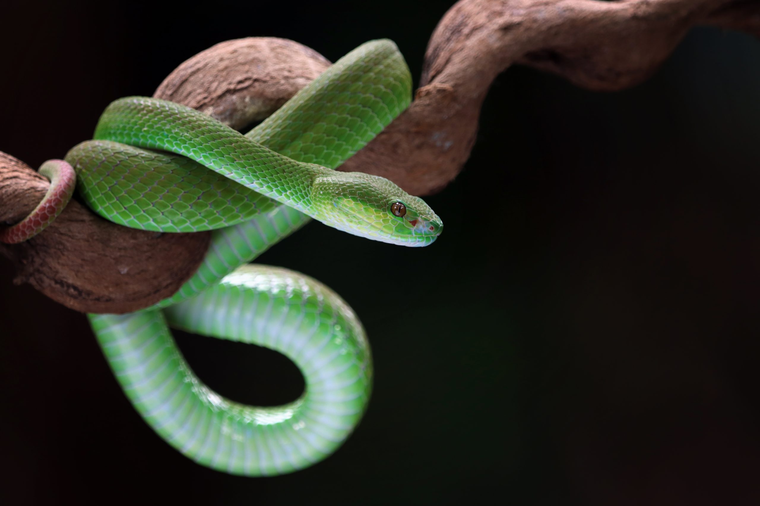Green tree pythons 