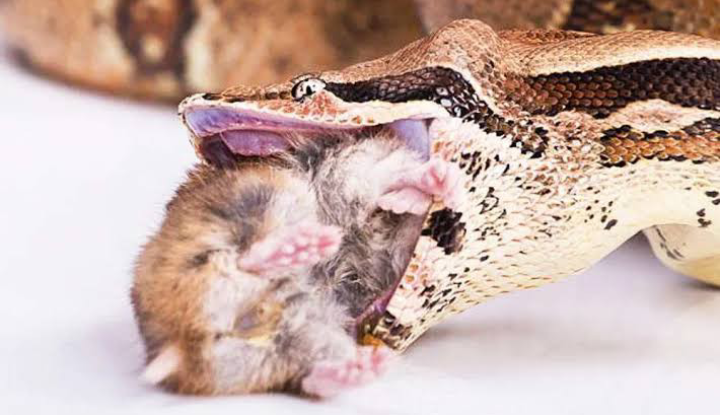 Ball python eating Mice