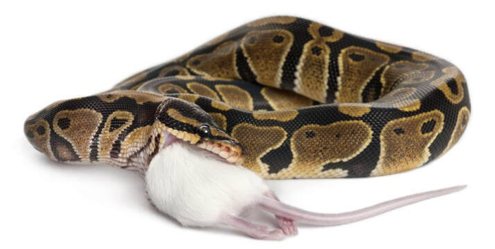 Ball python eating Rodent