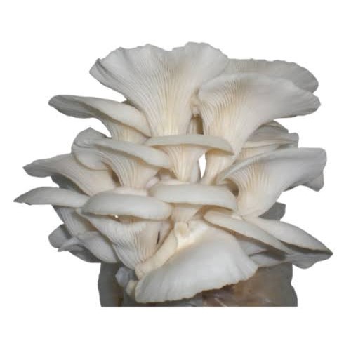 What triggers oyster mushroom fruiting?