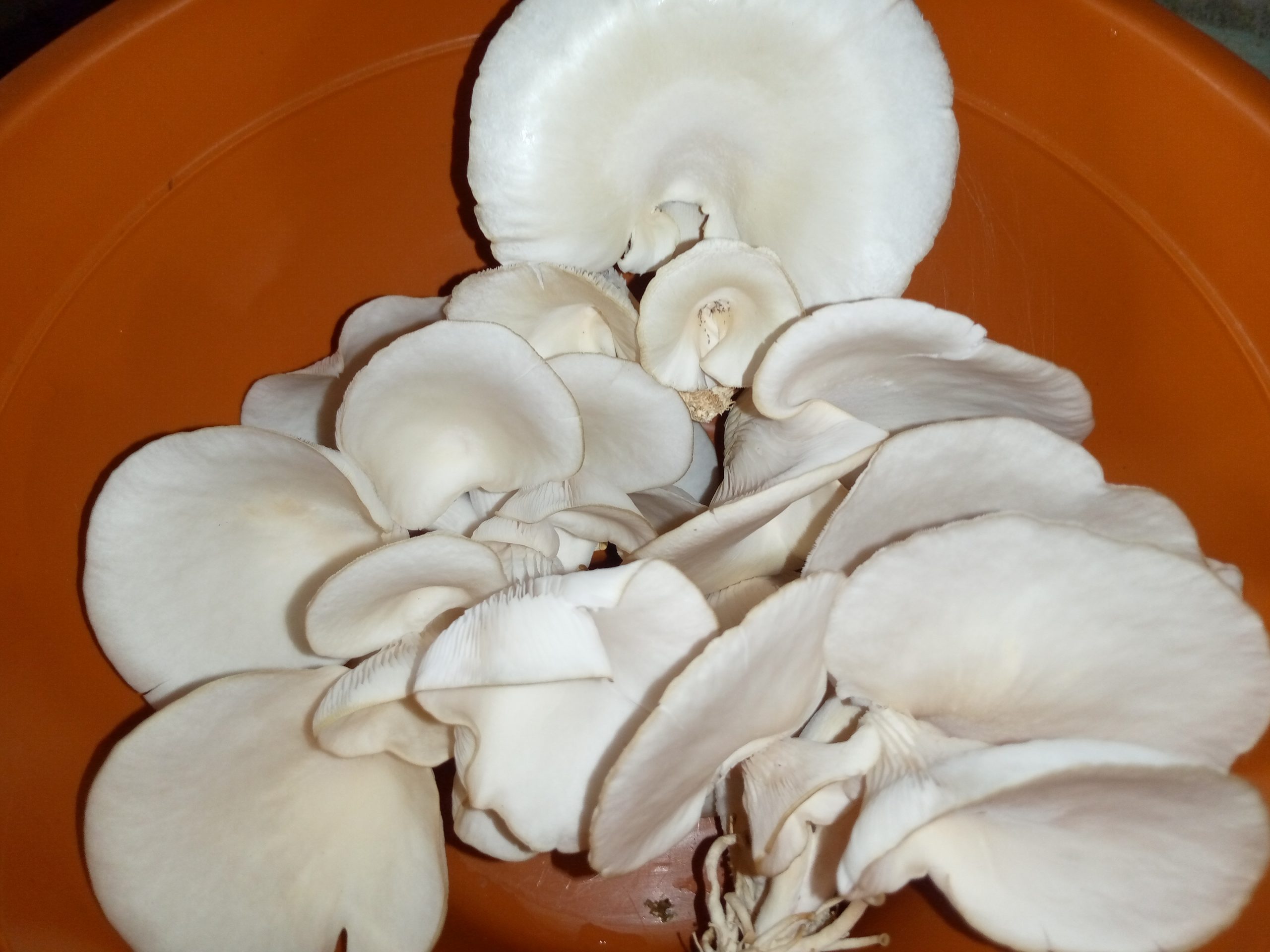 Oyster mushrooms harvest