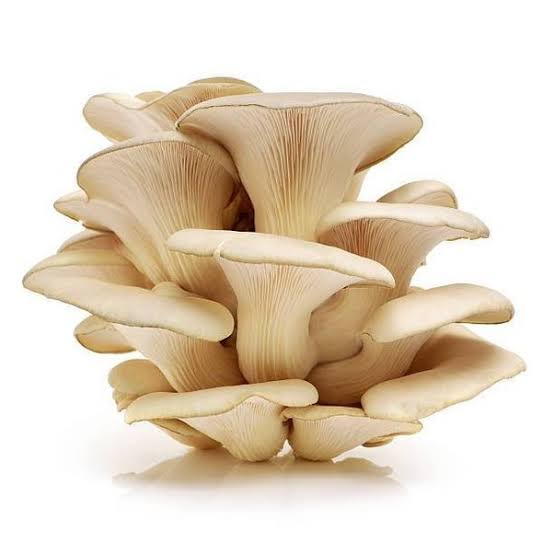 Is oyster mushroom good for skin?
