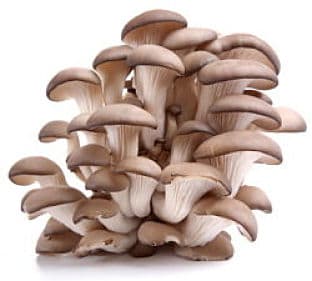 How do I start a successful mushroom farm?