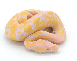 Are ball python safe?