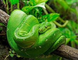 green tree pythons