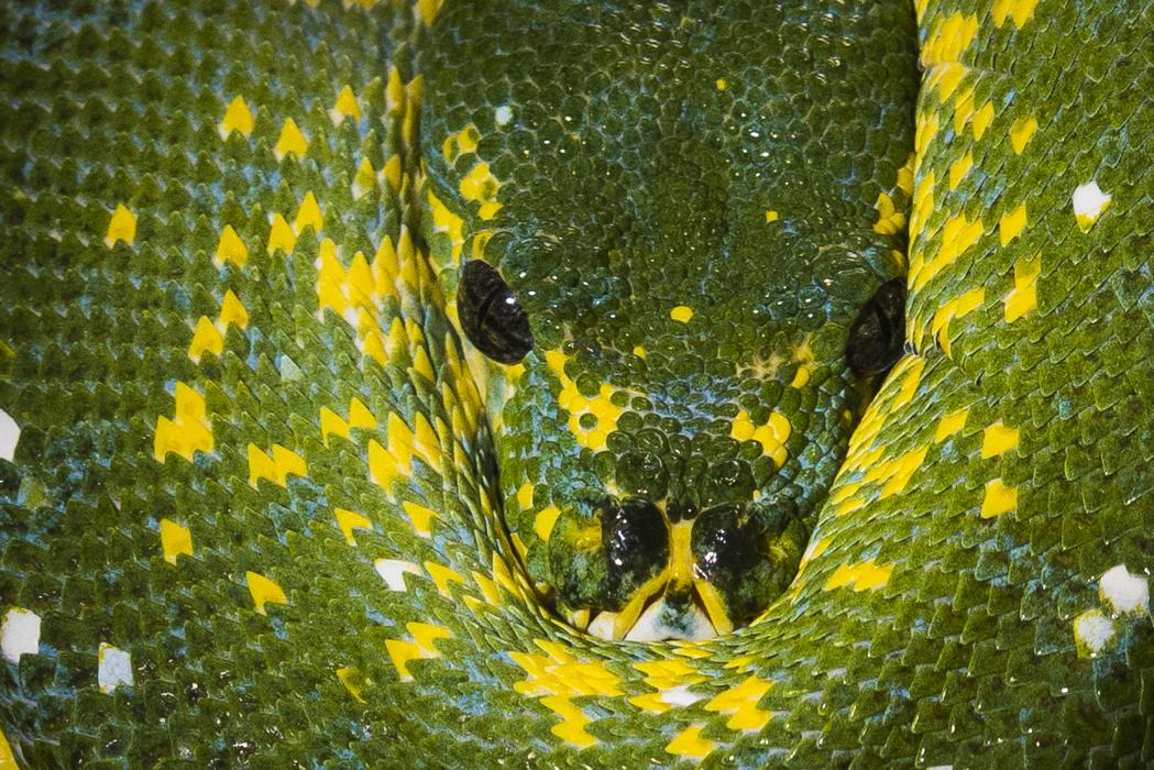 What does a green tree python eat?