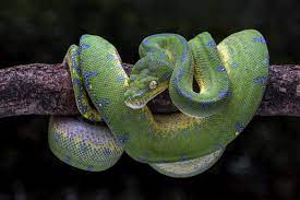 Are green tree pythons hard to keep?