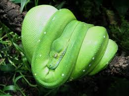 How long can a green tree python go without food