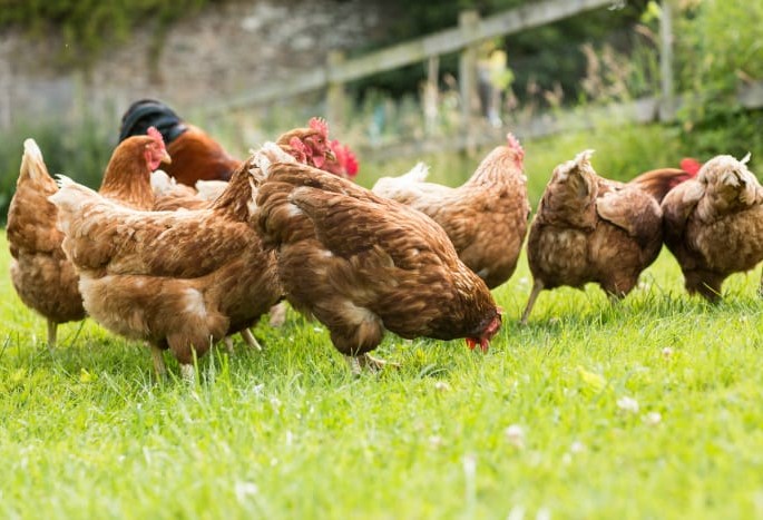 How to keep chickens out of garden