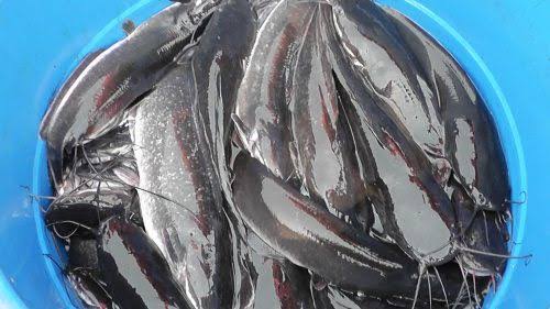 steps to processing cutlet catfish for export- business